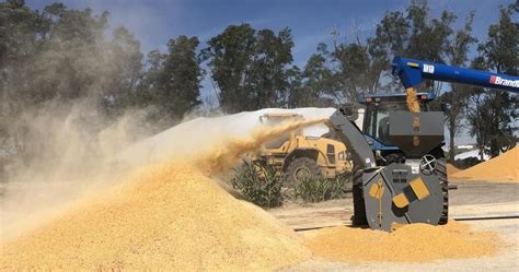Cracking Corn For Cattle: Mastering The Essential Technique.